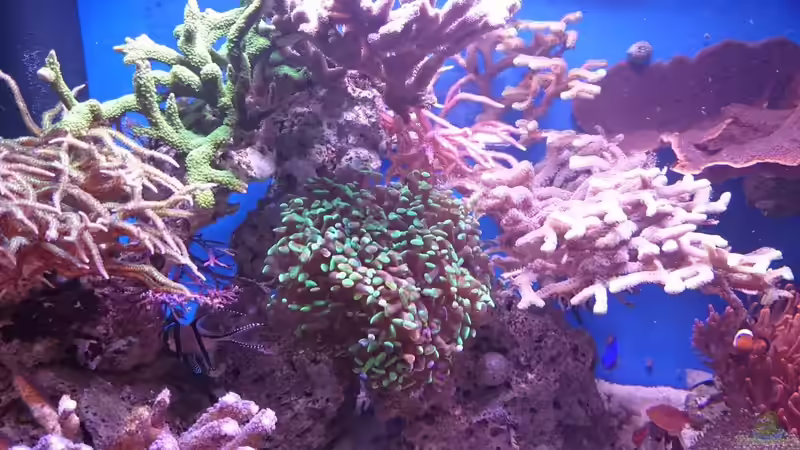 18.3.2016 von WittaMine (18)