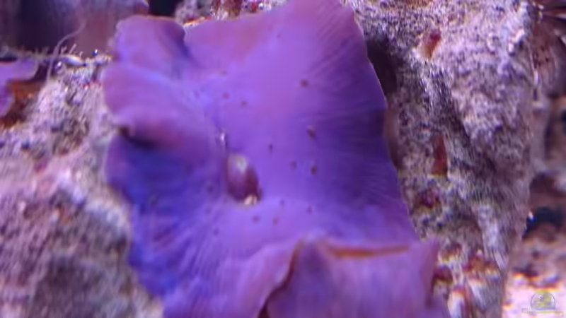 18.3.2016 von WittaMine (20)