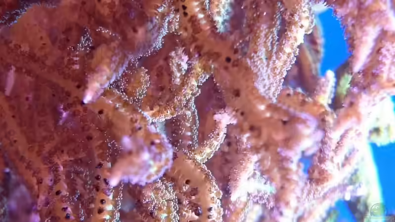 18.3.2016 von WittaMine (21)