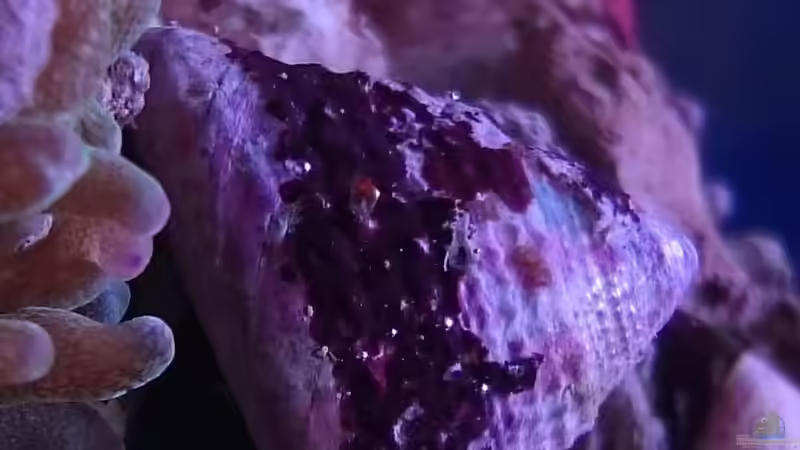 18.3.2016 von WittaMine (22)