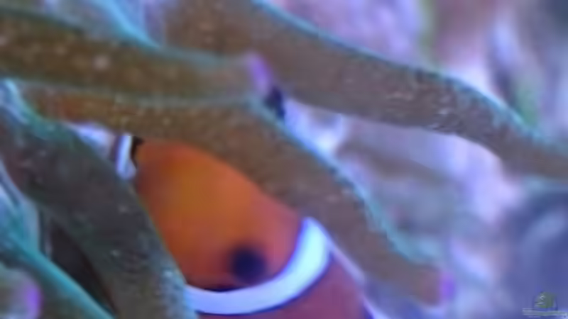 18.3.2016 von WittaMine (23)