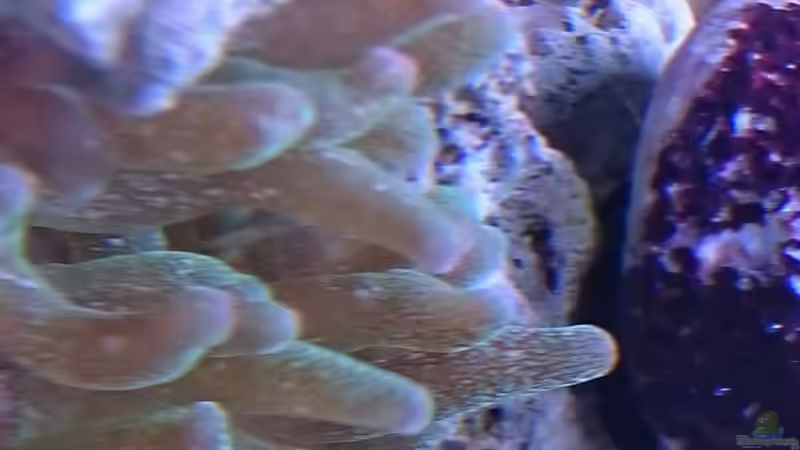 18.3.2016 von WittaMine (25)