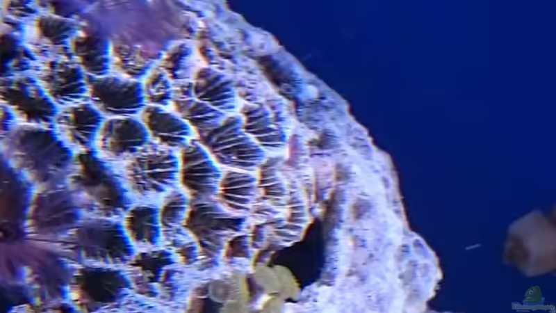 18.3.2016 von WittaMine (26)