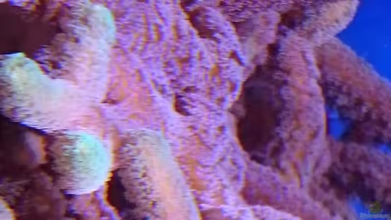 18.3.2016 von WittaMine (31)