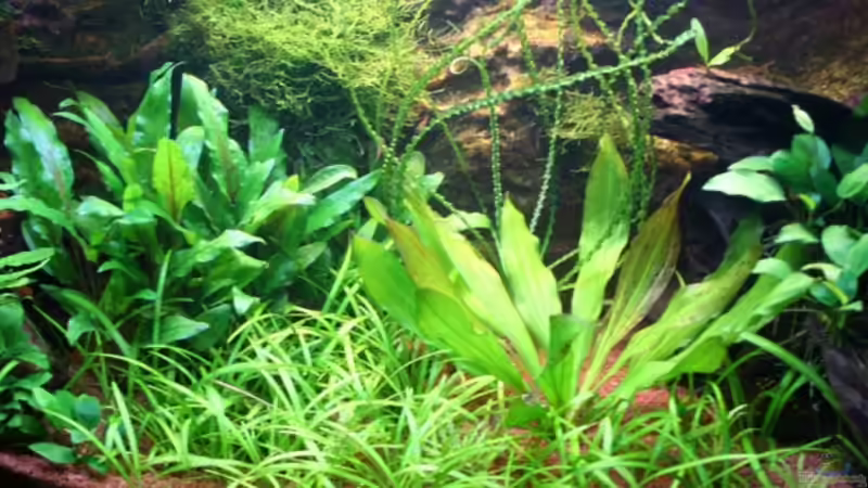 18.8. von Apistofan (4)