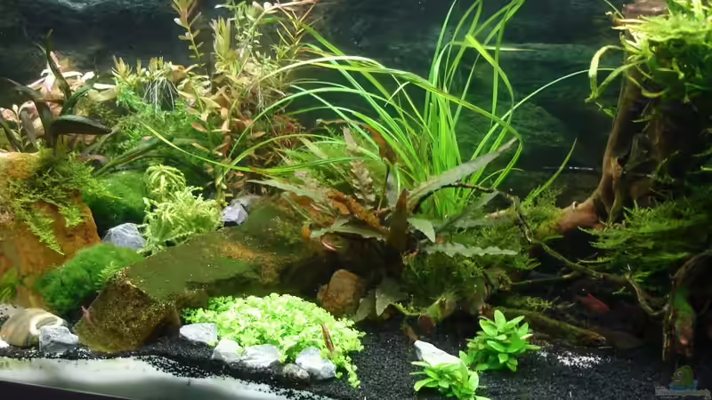 18.8.2014 von Grünhexe (102)