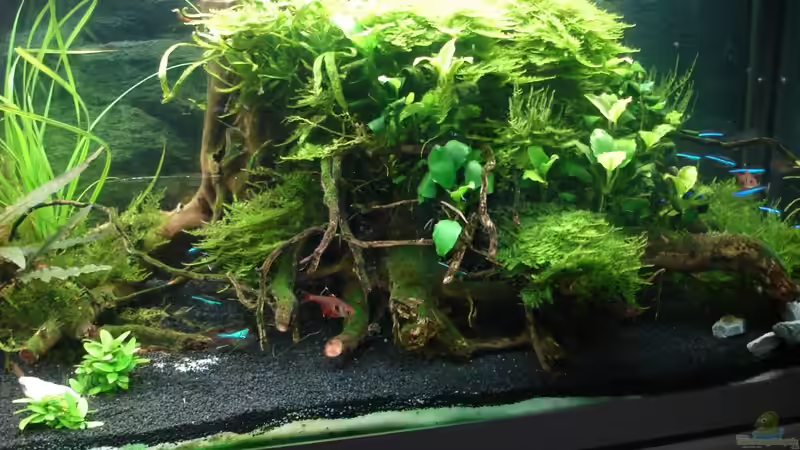 18.8.2014 von Grünhexe (103)