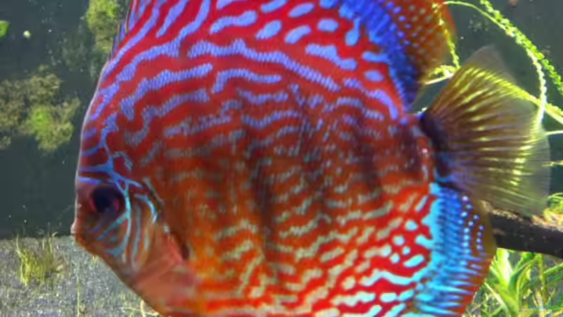 18 cm großes Weibchen 06.10.2011 von Dani B (44)