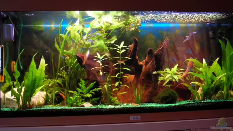 180 liter jumel gemeinschaftsbecken