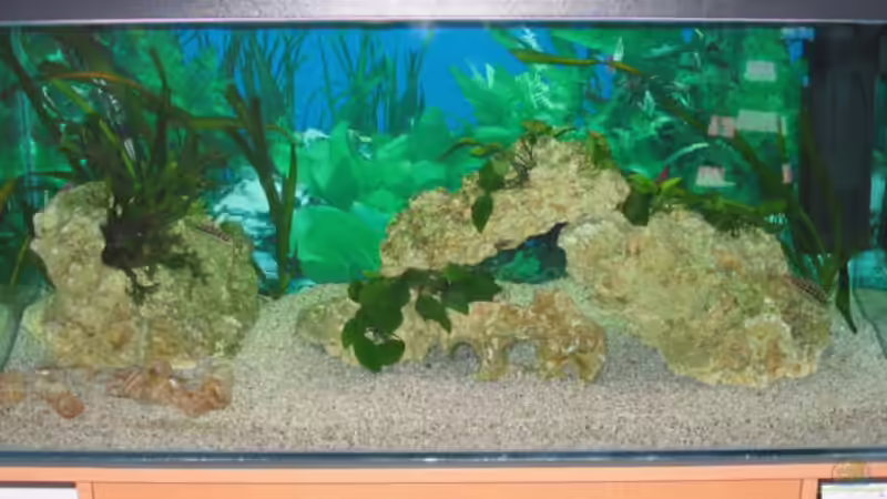 180 Liter Tanganjika 