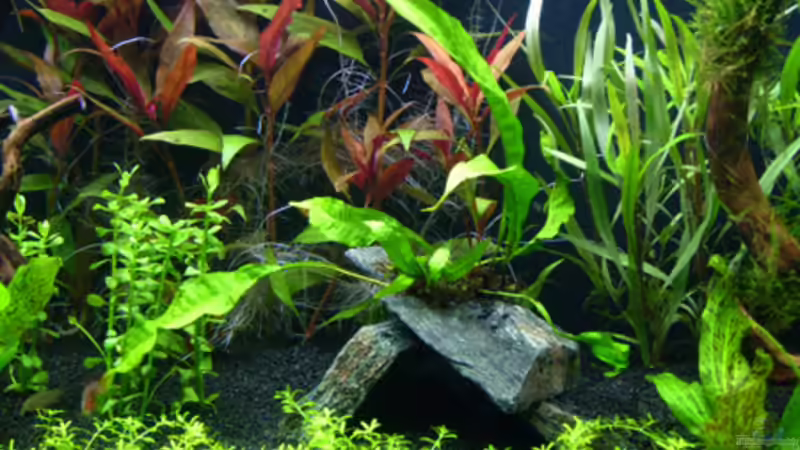 19. Tag -  Wurzeln und die Höhle von *angelfish* (21)