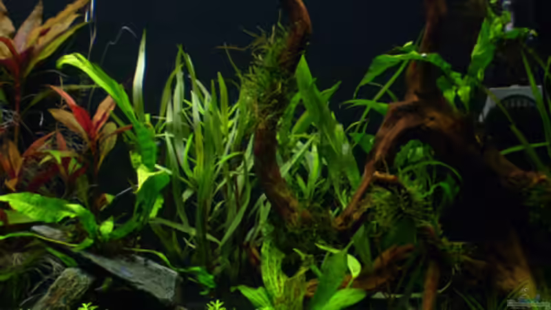 19. Tag - rechte Seite von *angelfish* (16)