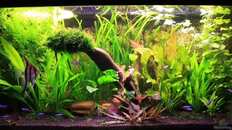 19.01.14 von semimarinus (12)