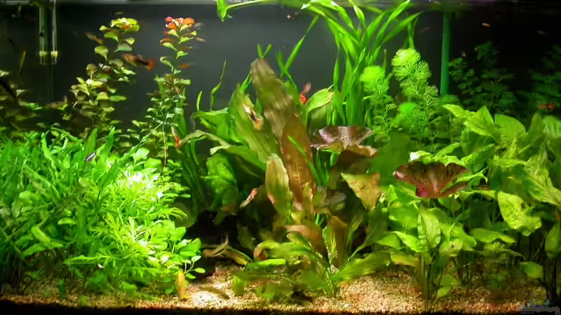 19.01.2008 von Susanne Schmohl (6)