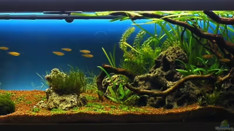 19.01.2010  Das Becken nach 4 Wochen - ehemaliges Hauptbild von bergfrau (4)