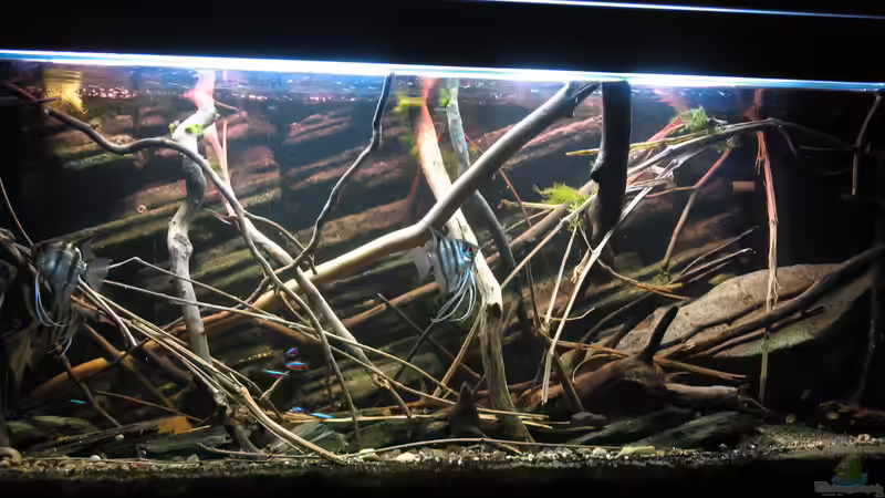 19.01.2016 von der Theoretiker (3)