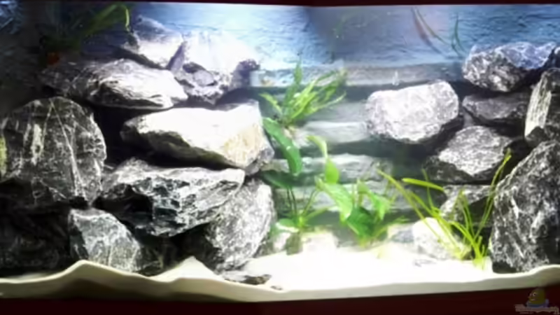 19.02.2009 von rolli174 (4)