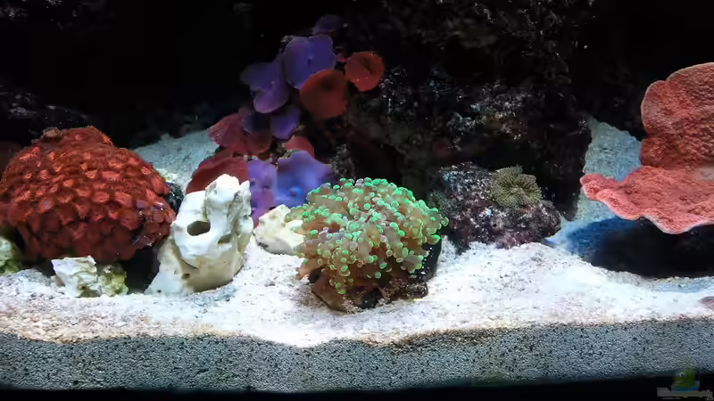 19.02.2012 von Dirk Schäfer (3)