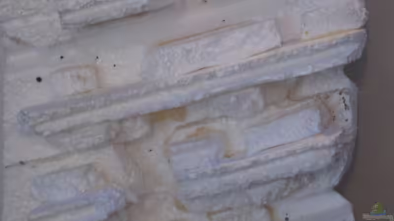 19.02.2014 Details  von der Theoretiker (39)