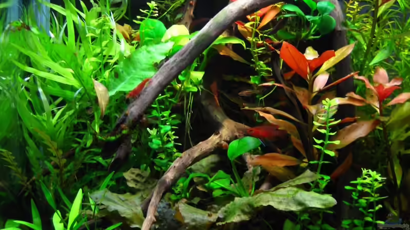 19.02.2014 von Nanu (10)