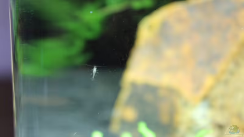 19.02.2015 erstes Baby von SouthAmerica (28)