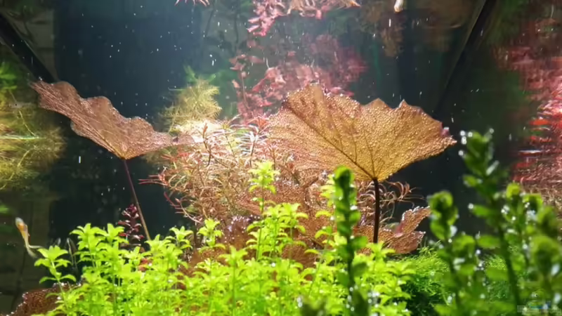 19.02.2016 von Ichigo (19)