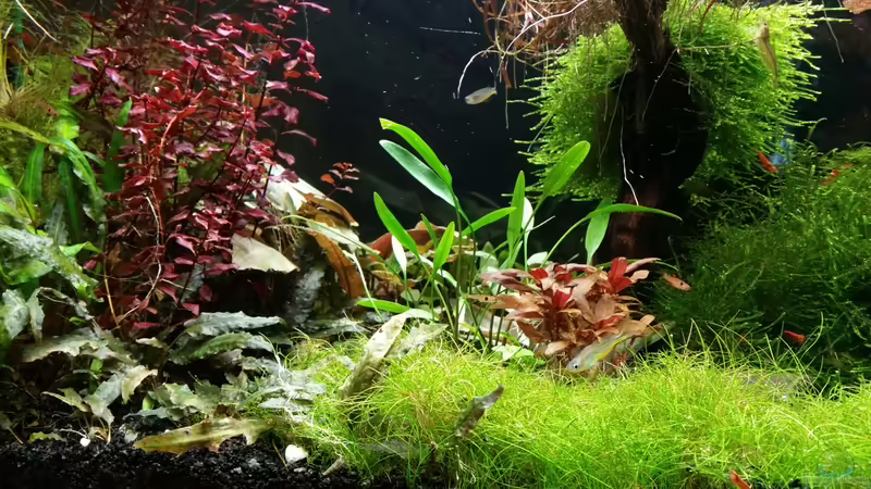 19.02.2016 von Ichigo (21)