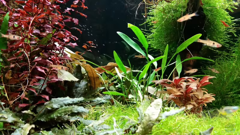 19.02.2016 von Ichigo (22)