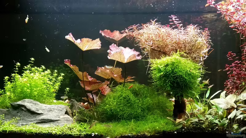 19.02.2016 von Ichigo (23)