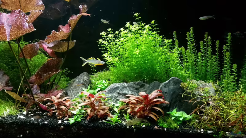 19.02.2016 von Ichigo (24)