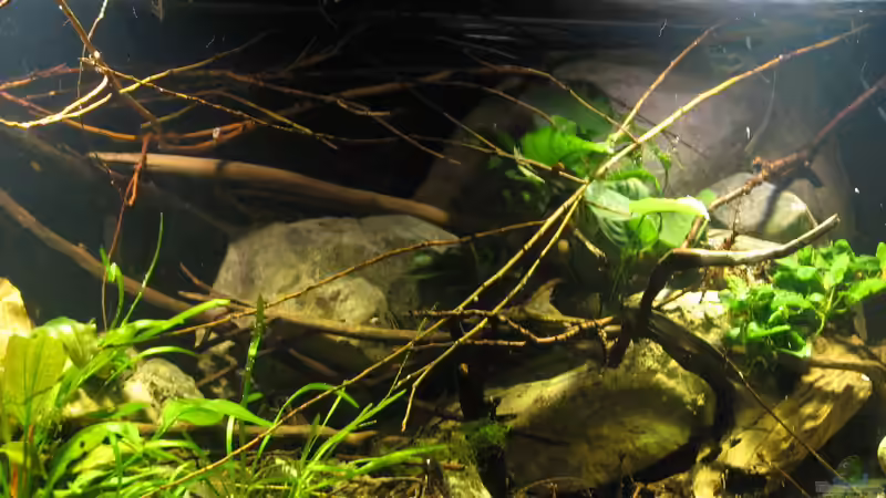 19.02.2017 von der Theoretiker (16)