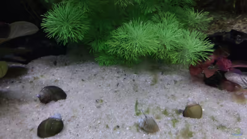 19.02.21 Turmdeckelschnecken eingesetzt von Lily (35)