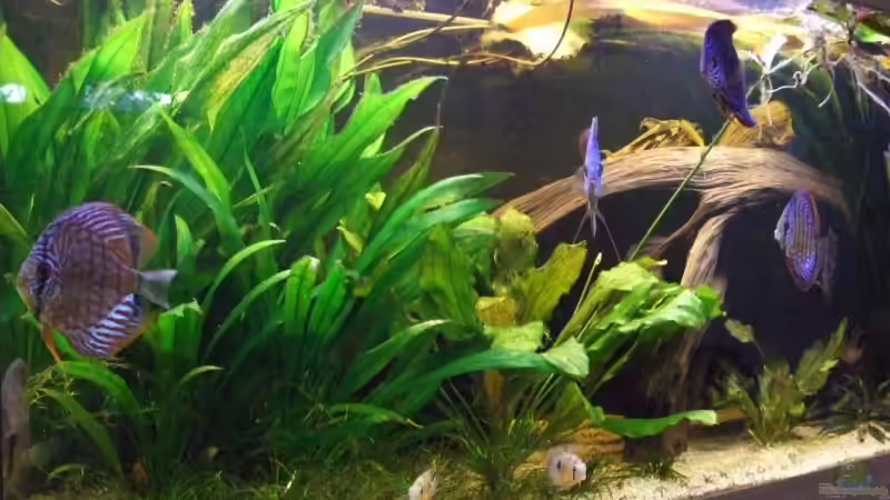 19.03.08 von Udo Müller (8)