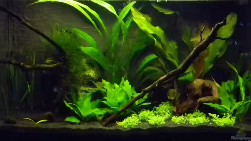 19.03.2011 von Alfur (6)