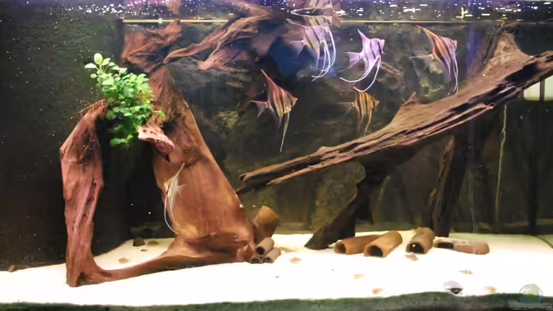 19.04.2013 von Amazonasbecken.eu (7)