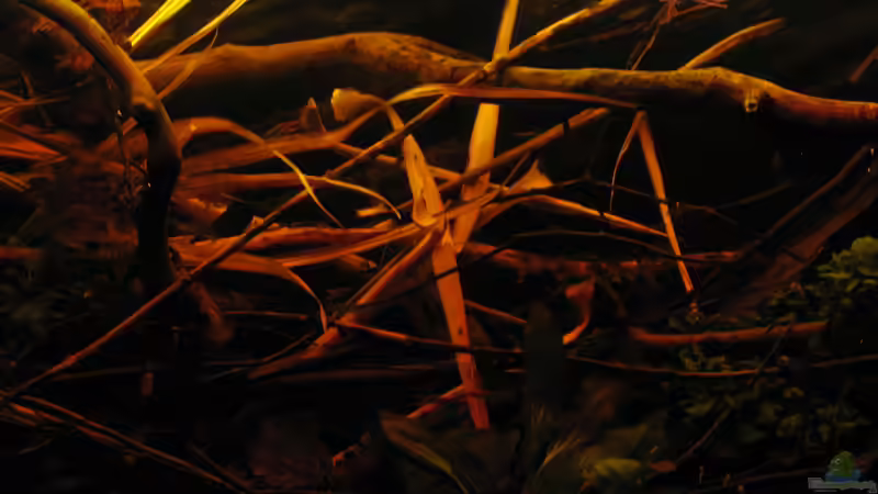 19.04.2015 Dickicht im Feuerwasser von der Theoretiker (24)