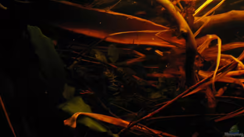 19.04.2015 Rindenstück (von innen) einer Weidenart von der Theoretiker (23)