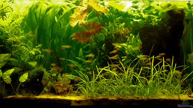 19-05-10 von Mario74 (16)