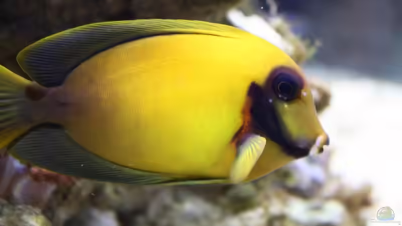 19.05.2009 ´Nochchef´ von Stephan Ascher (52)