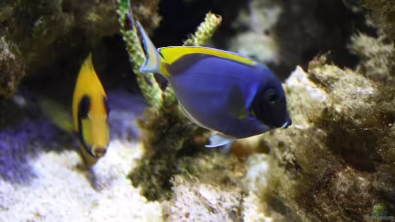 19.05.2009 schon mit schwarzer Maske von Stephan Ascher (51)