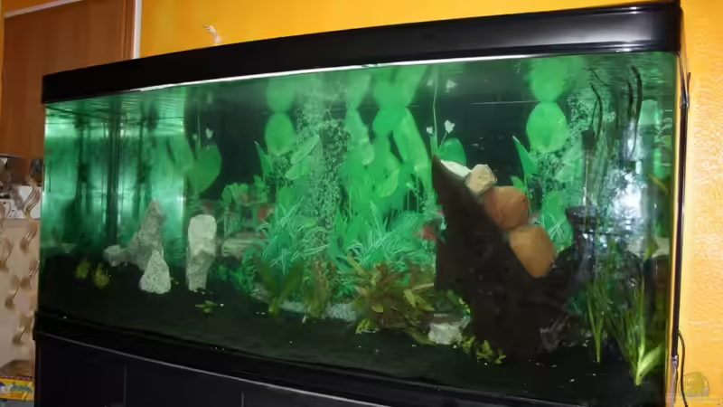 19.06.11 Wasser wir klarer von wolle04 (6)