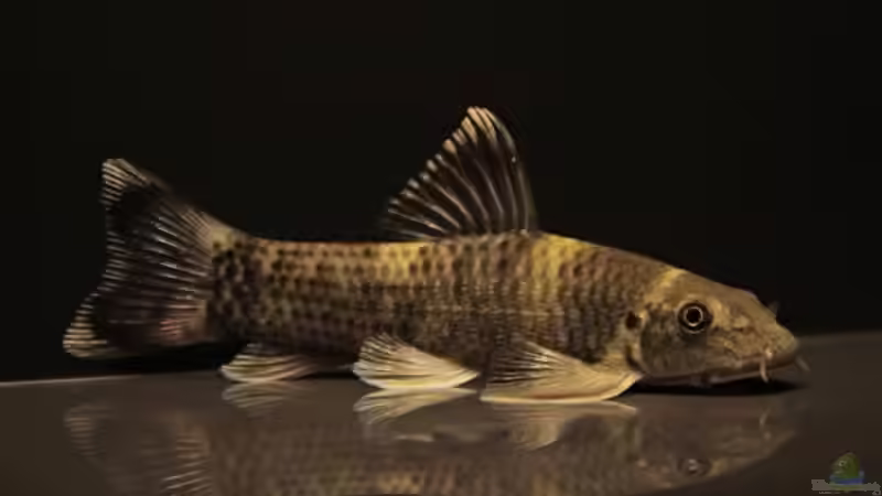 19.06.16 von .Andreas. (133)