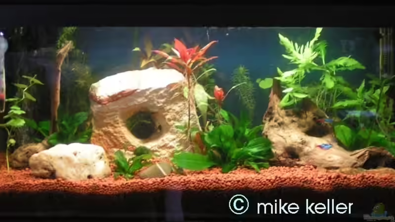 19.06.2006(knapp 3 Monate nach dem Einrichten) von Mike Keller (6)