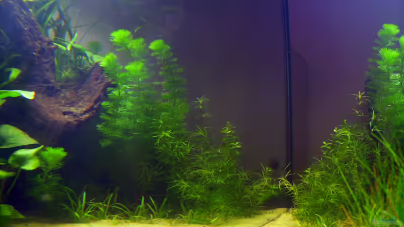 19.06.2009 ~ Spiegelungen von Quyrill (9)