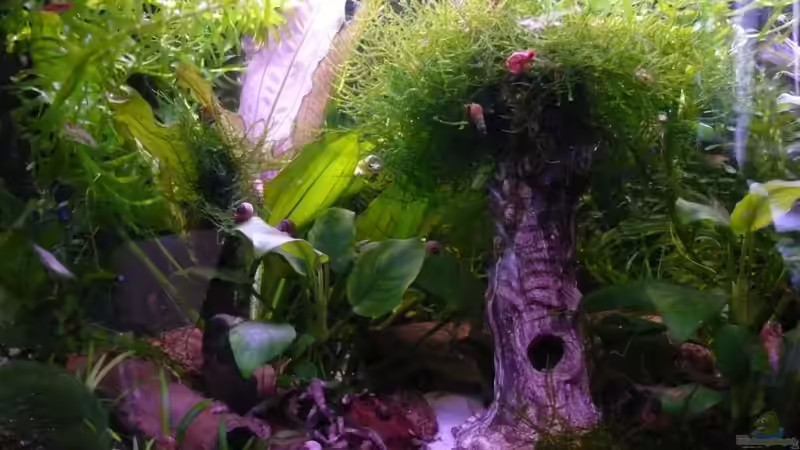 19.06.2010 von Bunter Fisch (1)