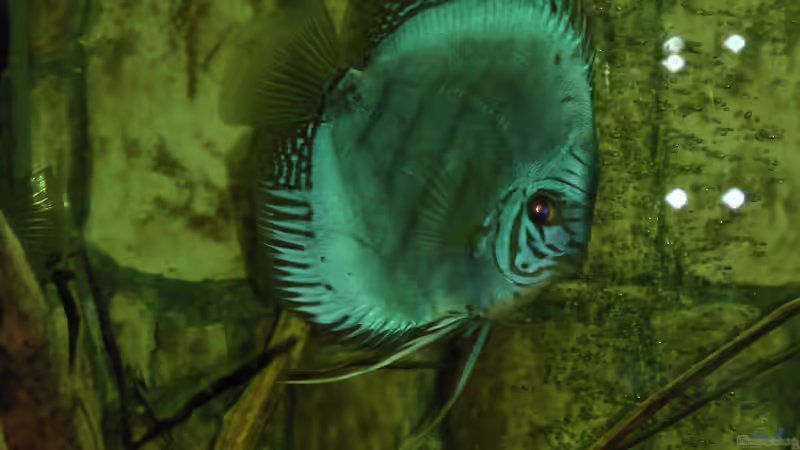 19.06.2013 von kellerkind (34)