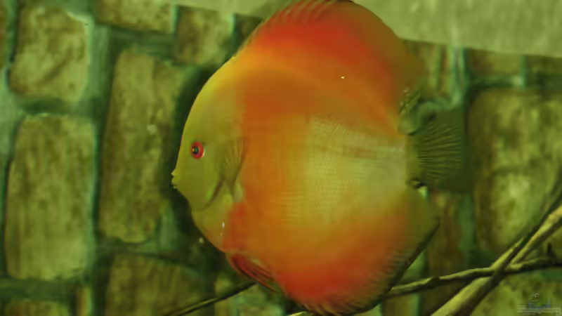 19.06.2013 von kellerkind (36)