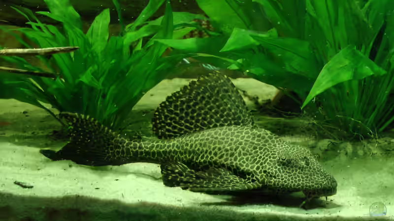 19.06.2013 von kellerkind (39)