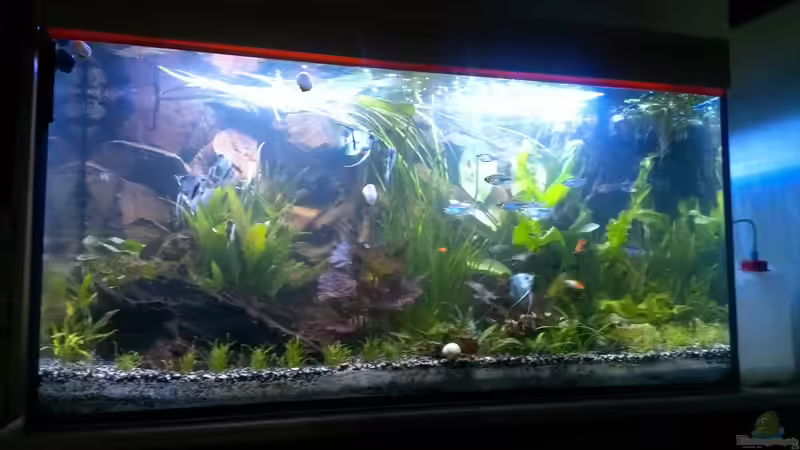 19.06.2014 von raubsau (31)