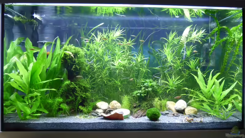 19.07.18 von Stephy (5)